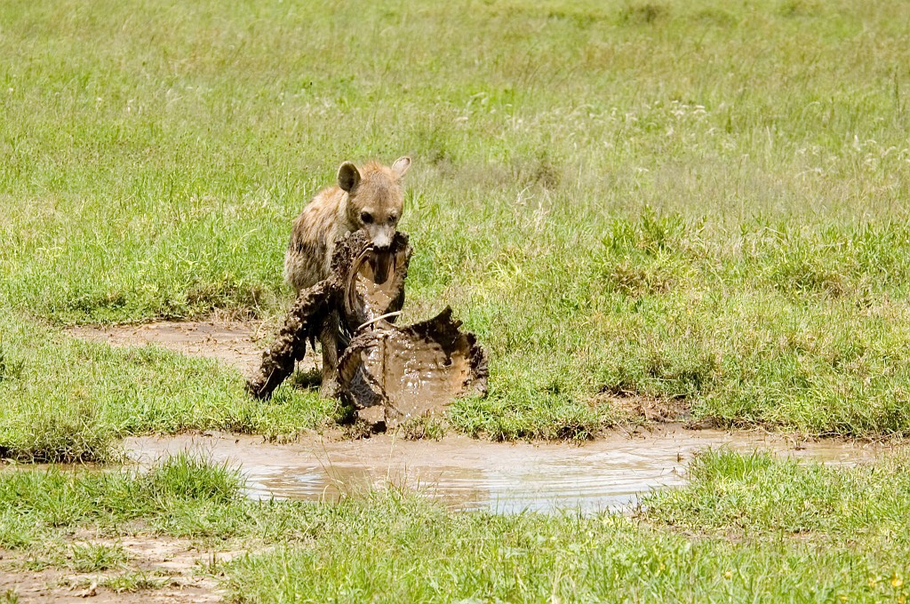 Serengeti Spotted Hyana01.jpg - Spotted Hyena (Crocuta crocuta), Tanzania March 2006